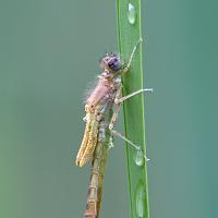 Newly Emerged Damselfly 3 